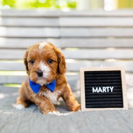 Boy 2 - Goldendoodle puppy in Riverton, Utah from Utah Doodlebug