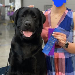 Thor - Labrador Retriever
