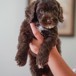 Brave - Chocolate male Australian Labradoodle puppy in Dawson, Georgia from Still Pond Australian Labradoodles
