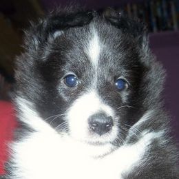 Shetland Sheepdogs from BiWay Shelties