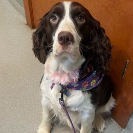 Lollie - English Springer Spaniel