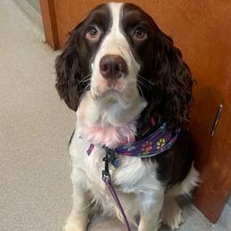 Lollie - English Springer Spaniel