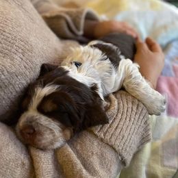 English Springer Spaniels from Tenn South Springer Spaniels