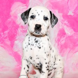 Stacie - White and black female Dalmatian puppy in Whitwell, Tennessee from Rock a Dalmatian “RockADal”