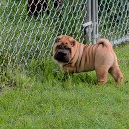 Boy 4 teal collar Rockie - Red fawn male Chinese Shar-Pei puppy in Oil City, Pennsylvania from Hannaggin Shar Pei