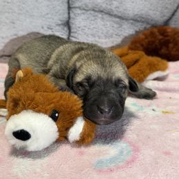 Beaver - Yellow female Black Mouth Cur puppy in Warsaw, Missouri from Heritage Cow Dogs