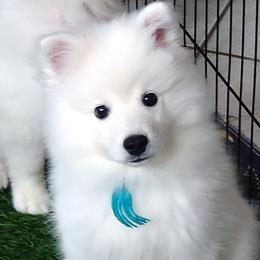 BLUE - Leonardo DA VINCI - White male American Eskimo Dog puppy in Redlands, Ca, Usa, California from Tribe of Aryelle