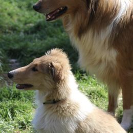 Collies from Horseshoe Mountain Collies