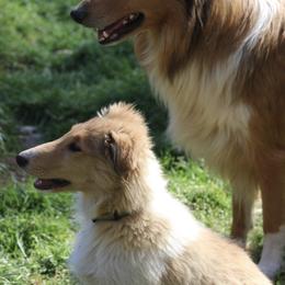 Collies from Horseshoe Mountain Collies