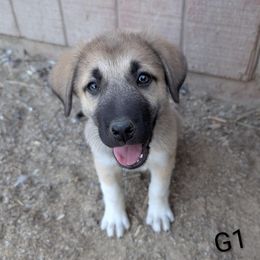 Girl-1 - Brown female Anatolian Pyrenees puppy in Marysville, Ohio from Brotherton Family Farms