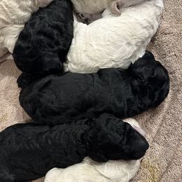 Poodle Puppies from Aura & Luxe Poodles