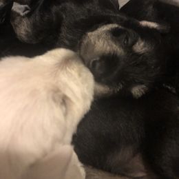 Miniature Schnauzer and Poodle Puppies from Bits & Bytes Farm