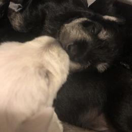 Miniature Schnauzer and Poodle Puppies from Bits & Bytes Farm
