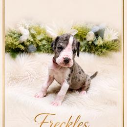 Freckles - Mantle merle male Great Dane puppy in Liberty, New York from Catskills Greatest Danes