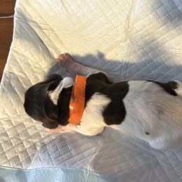 German Shorthaired Pointer Puppies from Mill Creek GSP
