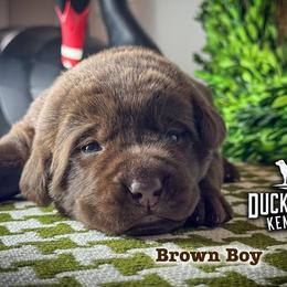 Brown Boy - Chocolate male Labrador Retriever puppy in Plymouth, North Carolina from Duck Creek Kennels