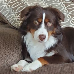 Cocoa - Toy Australian Shepherd