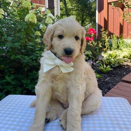 Wells- Green - Apricot male Goldendoodle puppy in Carlton, Minnesota from Lakeside Doodles MN
