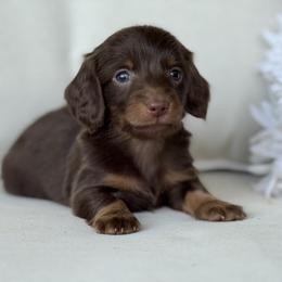 Stout - Chocolate and tan male Dachshund puppy in Bentonville, Arkansas from Boujee Buns Dachshunds