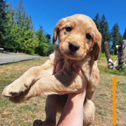 Sunny - Golden female Golden Retriever puppy in Tenino, Washington from Oak River Goldens'