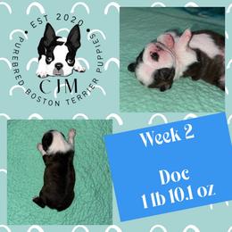 Doc - Black brindle and white male Boston Terrier puppy in Jupiter, Florida from CJM Boston and Boxer Puppies