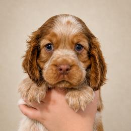 Cookie - Liver white and roan female English Springer Spaniel puppy in Fort White, Florida from Thunderbird Springers