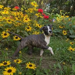 Rexxa - Fawn brindle female American Staffordshire Terrier puppy in Kankakee, Illinois from GrinNation Noble Am Staffs