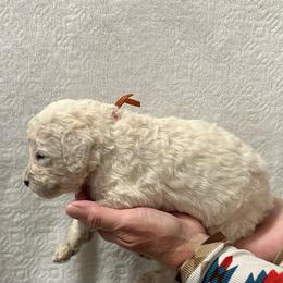 Orange collar male - Cream male Poodle puppy in Chino Valley, Arizona from Whiskey Row Royals