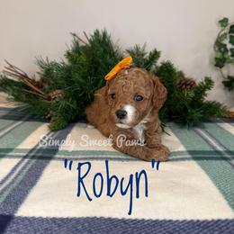 Robyn - Orange - Red female Cavapoo puppy in South Jordan, Utah from Simply Sweet Paws. LLC