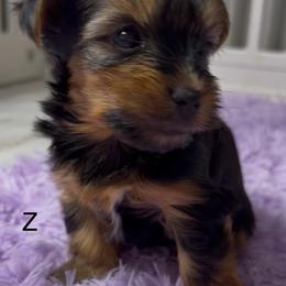 Romeo Z - Black and gold male Yorkshire Terrier puppy in Gilbert, Arizona from Yorkie Your Soulmate Puppy