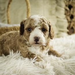 Eden - Apricot female Poodle puppy in Etna Green, Indiana from Perfect Match Poodles