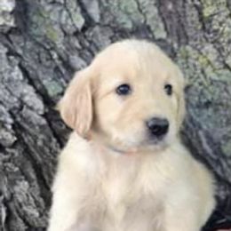 Goldendoodles from Hope Daisy Doodles