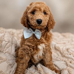 Cash - Apricot male Goldendoodle puppy in Juliette, Georgia from Megan's Goldendoodles