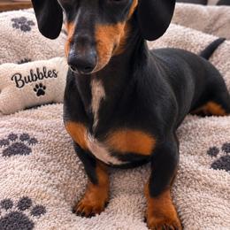 Bubbles - Dachshund