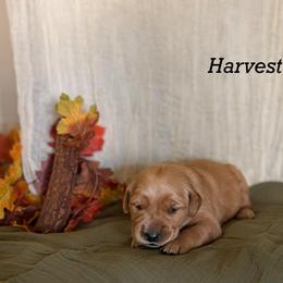 Harvest - Golden male Golden Retriever puppy in Fruitland, Idaho from Bethel Retrievers