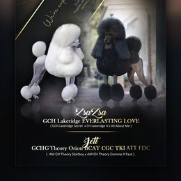 Poodle puppies from Singita Standard Poodles
