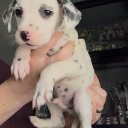 Cypress - White and black male Dalmatian puppy in Des Moines, Iowa from Spot Splattered Dalmatians