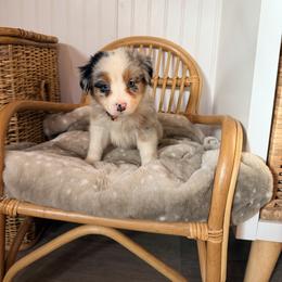 Orange Collar - Blue merle female Australian Shepherd puppy in Grand Saline, Texas from Murphy Ranch Australian Shepherds
