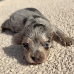 Juliet - Dapple female Dachshund puppy in Vero Beach, Florida from Joseph’s Dachshunds