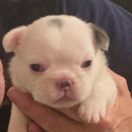 Lilac pied male - White and brindle male French Bulldog puppy in Tuscaloosa, Alabama from J & J classic frenchies