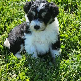 Daisey - Black and white female Aussiedoodle puppy in Mount Clare, West Virginia from Pineview Farms Australian Shepherds