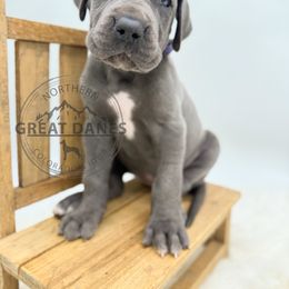 Sidney - Blue female Great Dane puppy in Sac City, Iowa from Northern Great Danes of Colorado & Iowa