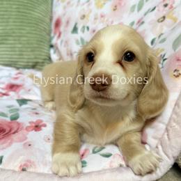 Dachshund Puppies from Elysian Creek Doxies