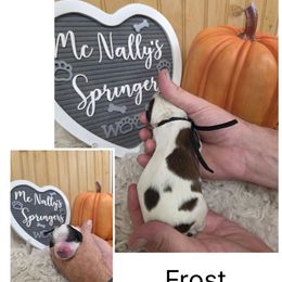 Frost - Liver white and tan male English Springer Spaniel puppy in Freeland, Michigan from McNally's Springer Spaniels