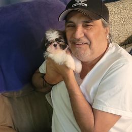 Crystal - Brindle and white female Shih Tzu puppy in Boston, Massachusetts from NFST IMPERIAL SHIHTZU PUPPIES