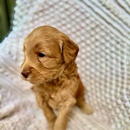 Red Balloon - Apricot male Goldendoodle puppy in Stockton, California from Port City Doodles