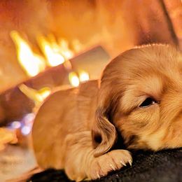 "Dylan" - Red Dachshund puppy in Ontario, Oregon from HayDay Dachshunds