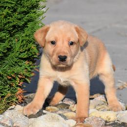 Blue collar - Yellow male Labrador Retriever puppy in Gober, Texas from Trigger Time Kennels