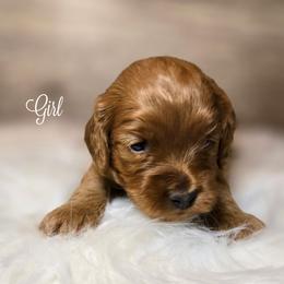 Girl - Golden female Cockapoo puppy in Fort Worth, Texas from Southern Belle Doodles