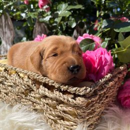 Purple Girl - Dark golden Golden Retriever puppy in Gridley, California from Honey Bee Goldens